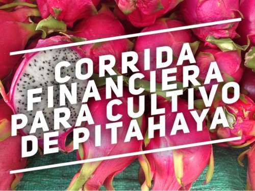 Corrida Financiera para Cultivo y Produccion de Pitahaya
